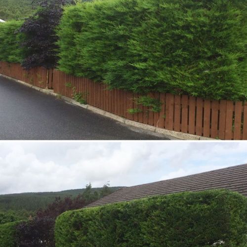 Hedge trimming